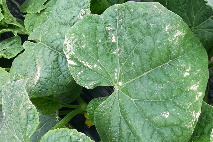 Uszkodzenia mechaniczne liści ogórków