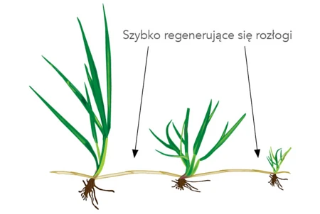 Mieszanka traw Bar Power RPR Barenbrug - szybka regeneracja