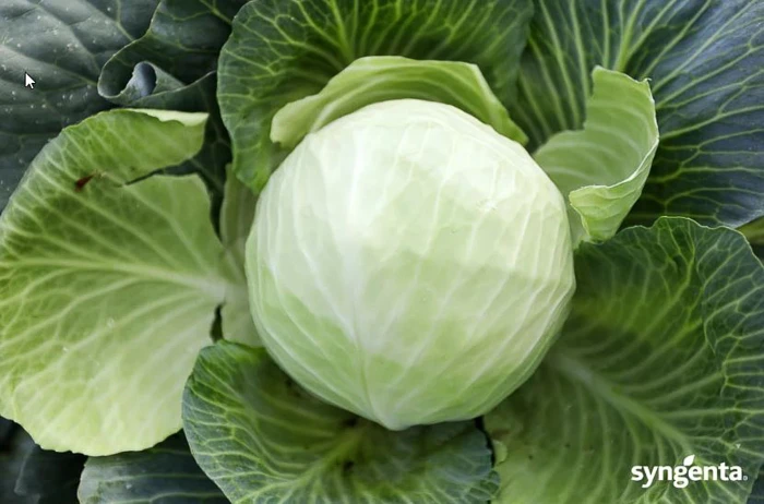Nasiona-KAPUSTA-ZENON-F1-Syngenta
