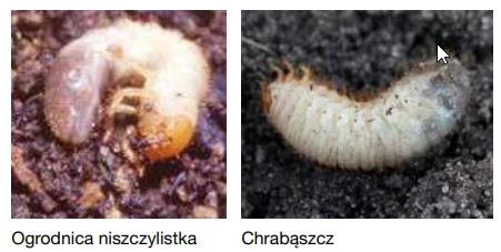 Ogrodnica niszczylistka - zwalczanie preparatem Nemasys G z pożytecznymi nicieniami