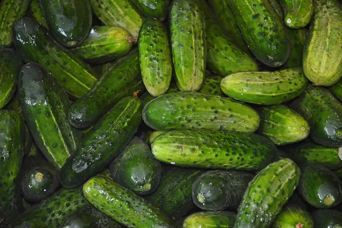 Problemy na plantacji ogórka