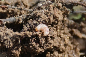 Jakie środki ochrony roślin na opuchlaki?