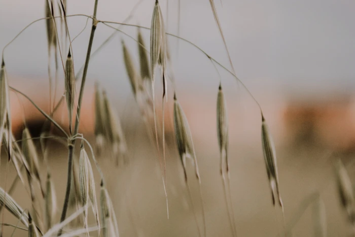 Owies głuchy - jak zwalczać? Herbicydy na owies głuchy