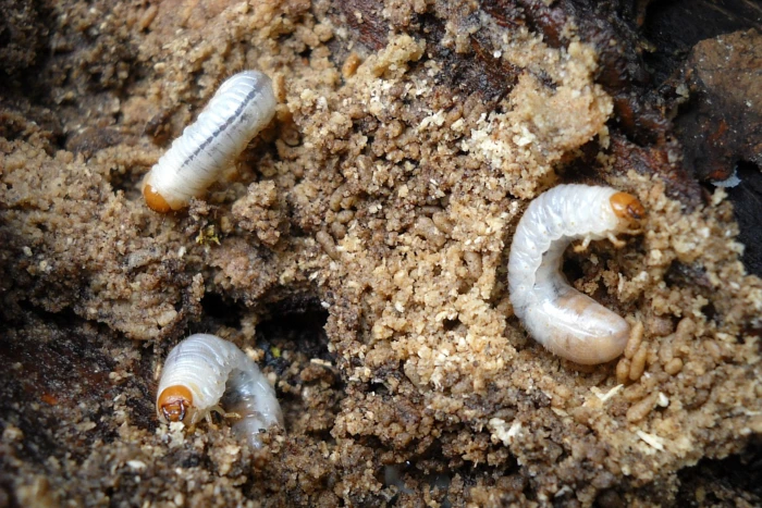 Jak działają insektycydy?