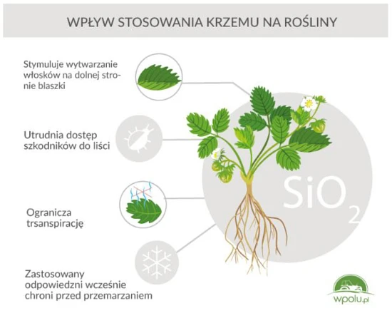 Jak krzem działa na rośliny? Zalety nawozy Potasil Plus Krzem