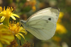 Środki biologiczne na bielinki - ochrona ekologiczna