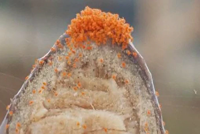 Przędziorek owocowiec - jak zwalczać?