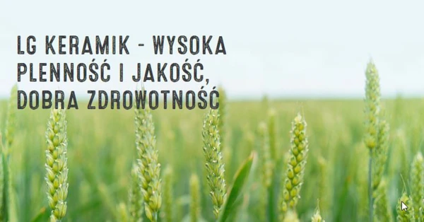 Pszenica ozima LG KERAMIK - wysoka plenność i zimnotrwałość, dobra zdrowotność i odporność na wyleganie