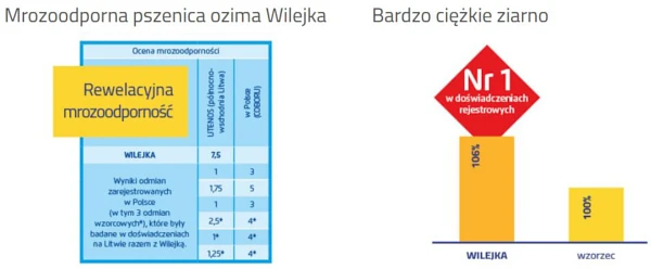 Pszenica ozima Wilejka - najbardziej mrozoodporna odmiana pszenicy na rynku