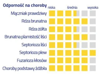 Pszenica ozima Wilejka - odporność na choroby
