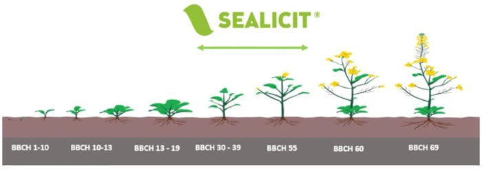 Biostymulator Sealicit biostymualator - termin stosowania