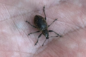 Zwalczanie opuchlaków - metody biologiczne i chemiczne