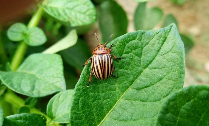 Stonka ziemniaczana - zwalczanie