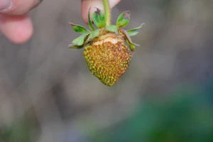 Środki na wciornastki