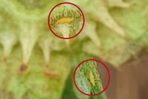 Charakterystyka i rozpoznanie wciornastków