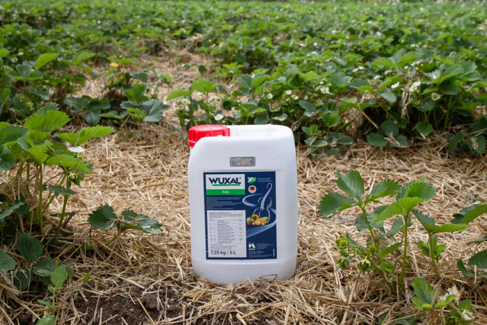 Nawozy fosforowe – Wuxal P45. Kiedy stosować nawozy fosforowe?