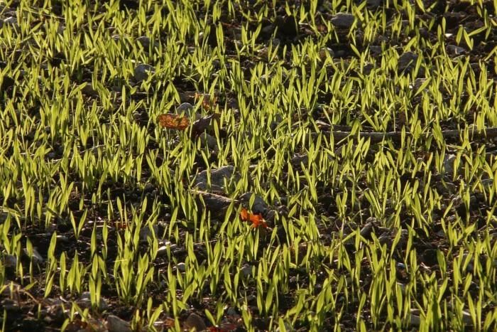 Rekomendowane herbicydy jesienne