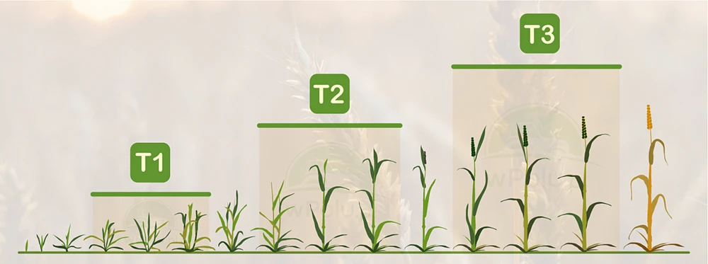 Kiedy stosować zabieg T2 w zbożach? Grafika
