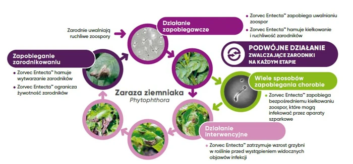 Jak działa Zorvec Entecta? Fungicyd na zarazę ziemniaka