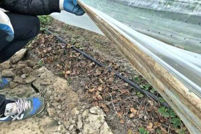 Zwalczanie szkodników glebowych w truskawce