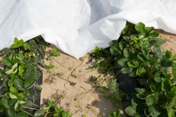 Jaką agrowłókninę wybrać?