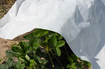 Czym jest agrowłóknina?