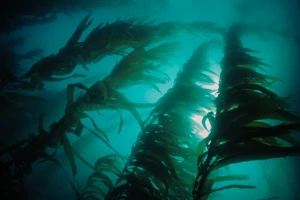 Algi Ecklonia maxima bambus morski - właściwości