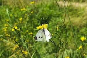 Jak zapobiec masowemu występowaniu bielinków?