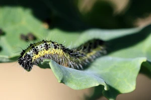 Bielinki - charakterystyka i rozpoznanie