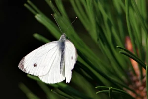 Środki ochrony na bielinka kapustnika i bielinka rzepnika