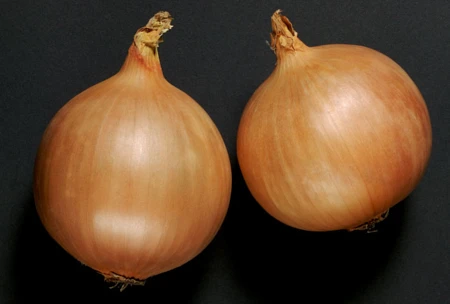 Cebula Dormo F1 Hazera - cechy odmiany