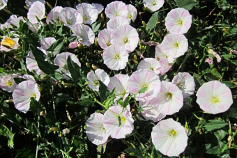 Wieloletnie chwasty w uprawie kukurydzy - powój polny