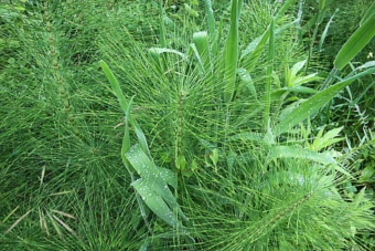 Wieloletnie chwasty w uprawie kukurydzy - skrzyp polny