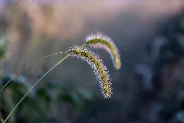 Jednoroczne chwasty w kukurydzy - włośnica zielona