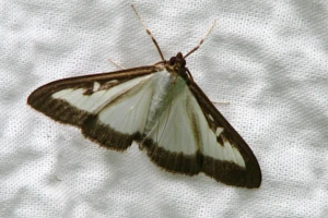 Biologiczne metody zwalczania ćmy bukszpanowej