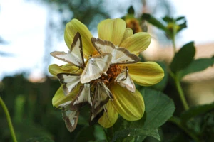 Jak zwalczać ćmę bukszpanową Cydalima perspectalis?