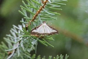 Monitorowanie i wczesne wykrywanie ćmy bukszpanowej - profilaktyka