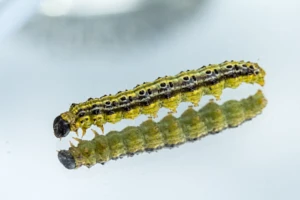 Ćma bukszpanowa - zapobieganie