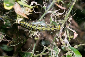 Chemiczne środki ochrony roślin na ćmę bukszpanową
