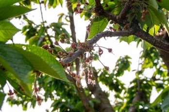 Kiedy i jak stosować miedź w ochronie roślin?