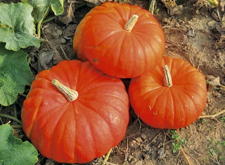 Dynia Olbrzymia Rouge Vif D'Etampes Alseed w sklepie wPolu.pl