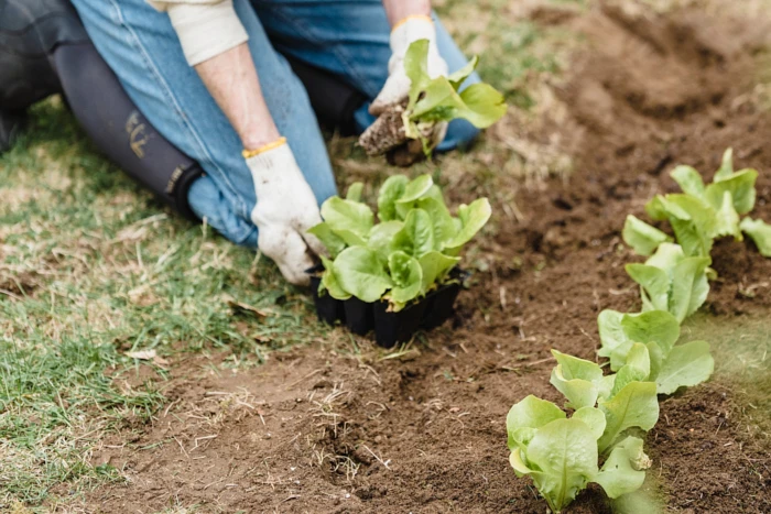 Rolnictwo ekologiczne - na czym polega? Definicja