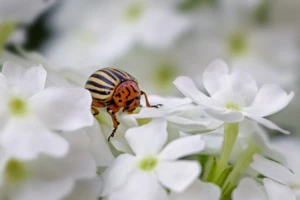 Metody biologiczne na stonkę ziemniaczaną