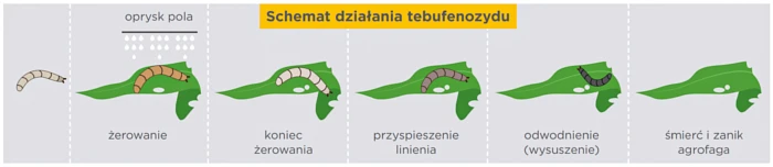 Jak działa tebufenozyd? Schemat działania środka Mimic.