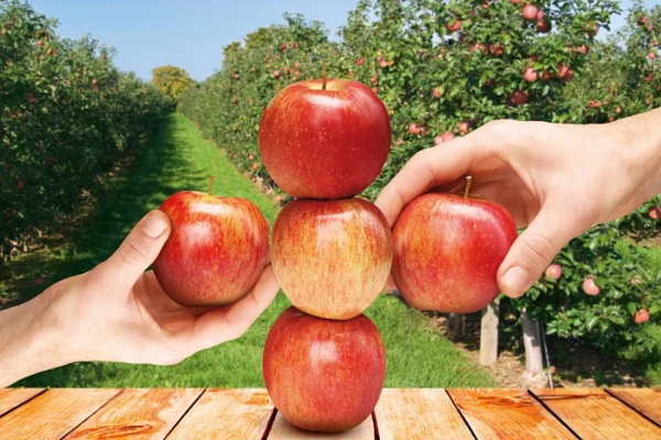 Do czego stosować środek Regalis Plus 10 WG? Korzyści i zalecenia stosowania.