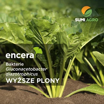 Bakterie azotowe w preparacie Encera - wpły na rośliny