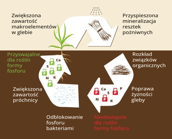 Jak działa nawóz Dr Green Rozłóż i Odblokuj? Korzyści stosowania