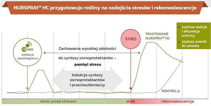 Działanie Nurspray HC - jak działają oligomery kwasu hydroksycynamonowego?