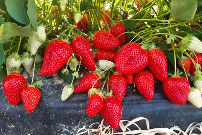 Jak uprawiać truskawkę Alba? Zalecenia.