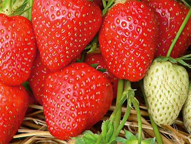 Malwina - najpóźniejsza odmiana truskawki na rynku